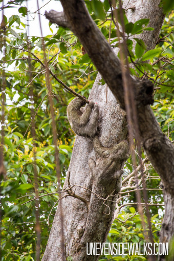 Sloths in the Tree on a Secluded Island